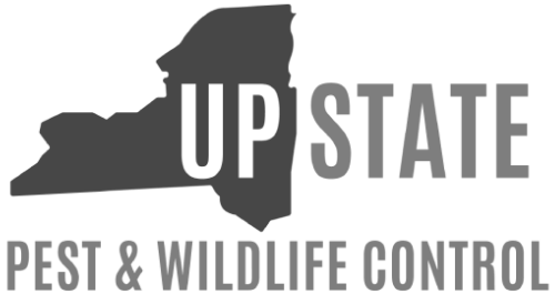 Upstate Pest & Wildlife Control